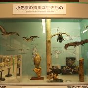 小笠原の歴史と自然を調べるならここ！