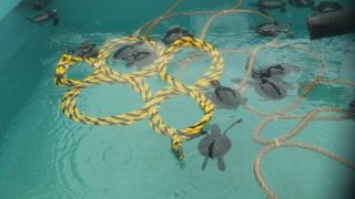 通称カメセンター