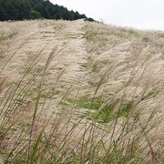 箱根 仙石原 すすき野原 は、陽を浴びて黄金色に輝いていました。