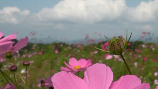 コスモス畑