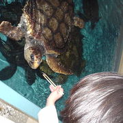 桂浜水族館　観賞用ではなくて…！？