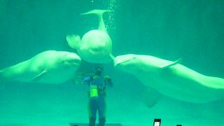 しまね海洋館アクアス　白イルカがブレイク