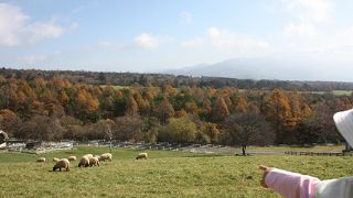広々して景色最高の公園、動物がいるので子どもにも