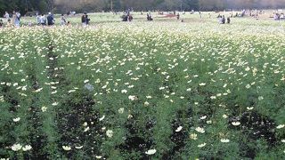 ☆昭和記念公園☆コスモスまつり2009☆