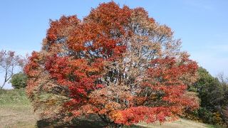 今年は早かった七色大カエデ