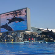 名古屋港水族館　大きなイルカショープール