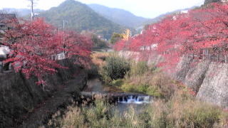 紅葉の芦屋川♪