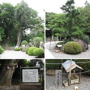 大興寺−三鈷の松と樹齢１２００年の大カヤの木