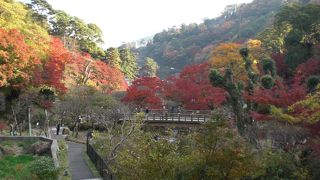 熱海梅園、もみじ祭り