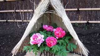 神苑「冬ぼたん」が見頃になりました