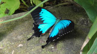 ユリシスを見るなら『Butterfly Sanctuary』オーストラリア蝶保護区