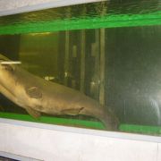 世界一巨大ななまずが見れる水族館！　　土浦市