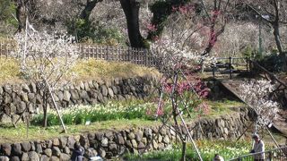 梅のほかにも、水仙の花も咲いています。