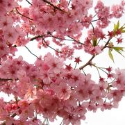 本牧山頂公園には、「横浜緋桜」がたくさん植えられています。