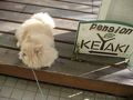 穂高温泉 ペンションKEYAKI 欅 写真