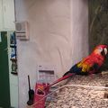 ホテルのフロントにオウムがいます☆