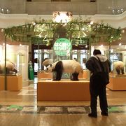 上野動物園につがいのパンダがやってくる