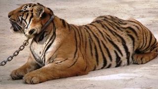 Ｔｉｇｅｒ　Ｔｅｍｐｌｅ　