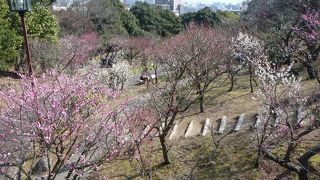 須磨離宮公園の梅園