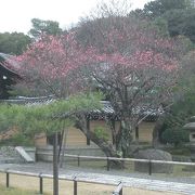 金戒光明寺（黒谷さん）は、やっぱり桜