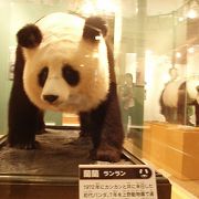 来年中国からつがいのパンダがやってくる、上野のパンダの巻