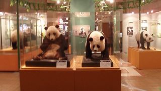 来年中国からつがいのパンダがやってくる、上野のパンダの巻