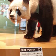 ホァンホァンは３仔を育てたパンダさん、上野のパンダの巻