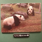 ホァンホァンは３仔を育てたパンダさん、上野のパンダの巻