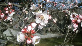 梅が咲いていました