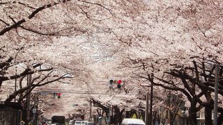 おすすめ～！相模原市役所さくら通り