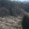 まるで梅の川のような「西渓園」