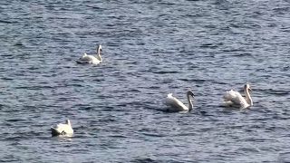 山中湖の波の音