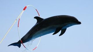 イルカショー　ハイテク★