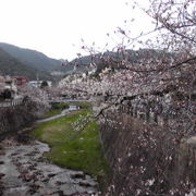 2010年　芦屋川の桜(もうちょい！)