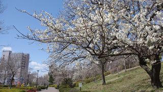 ３．３０現在の榴岡公園