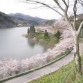 佐久間ダムの桜が満開です。