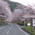 2010/4/7桜、琵琶湖の湖西路を縦走