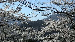 立雲峡の桜