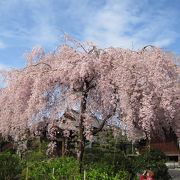 しだれ桜