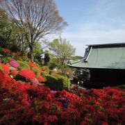 真っ赤に染まるツツジのお寺　　　　【川崎 等覚院】    