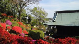 真っ赤に染まるツツジのお寺　　　　【川崎 等覚院】    