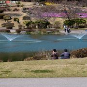 那須野が原公園 芝桜が綺麗です。