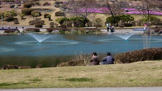 那須野が原公園 芝桜が綺麗です。