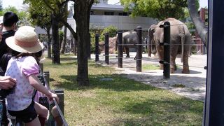 お子様に大人気のアジアゾウがいる恩賜上野動物園、上野公園散策の巻の巻