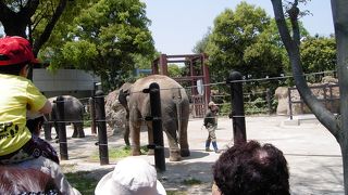 お子様に大人気のアジアゾウがいる恩賜上野動物園、上野公園散策の巻の巻