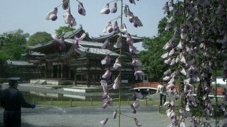 フジの季節も良いところです