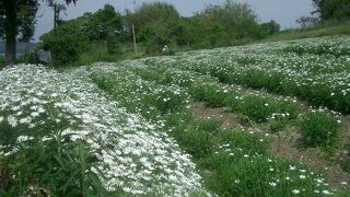 フラワーパーク浦島?マーガレットの海と浦島伝説