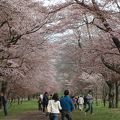 広くてどこまでも続く桜並木