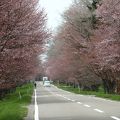 日高で桜を見るならココまで行こう！