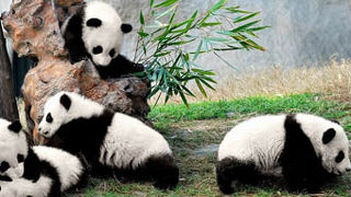 成都でかわいいパンダを抱っこしよう